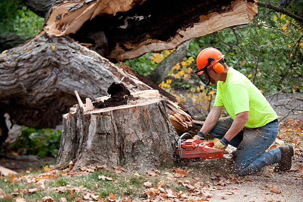 Best Affordable Tree Cutting  in Lisbon, ME